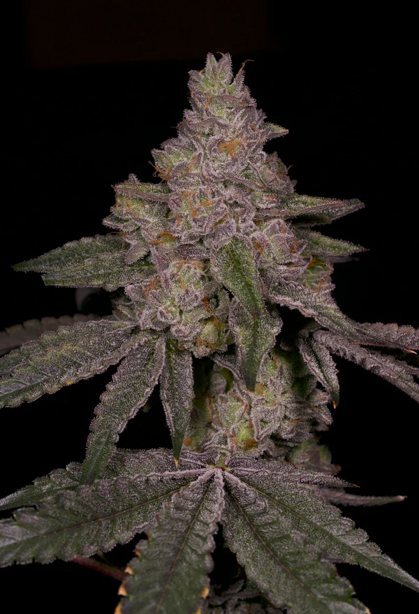 Sementes feminizadas Blue Belts – Archive Seed Bank