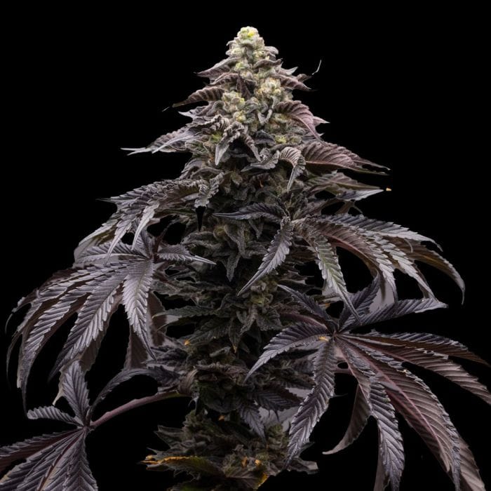 Sementes feminizadas Blueberry Fizz – Ziplock Seeds