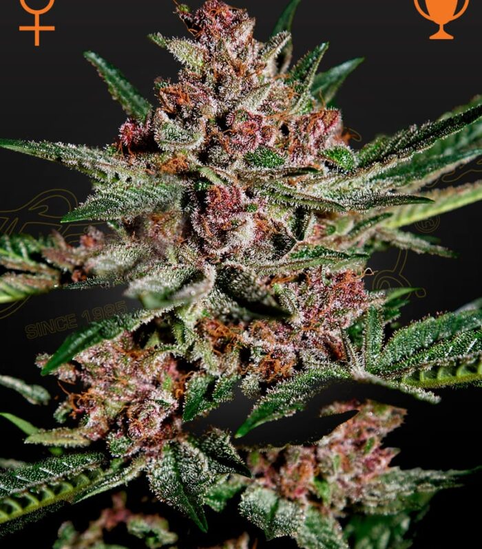 Sementes feminizadas Bubba Kush – GreenHouse Seed Co.