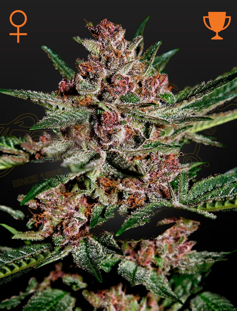 Sementes feminizadas Bubba Kush – GreenHouse Seed Co.
