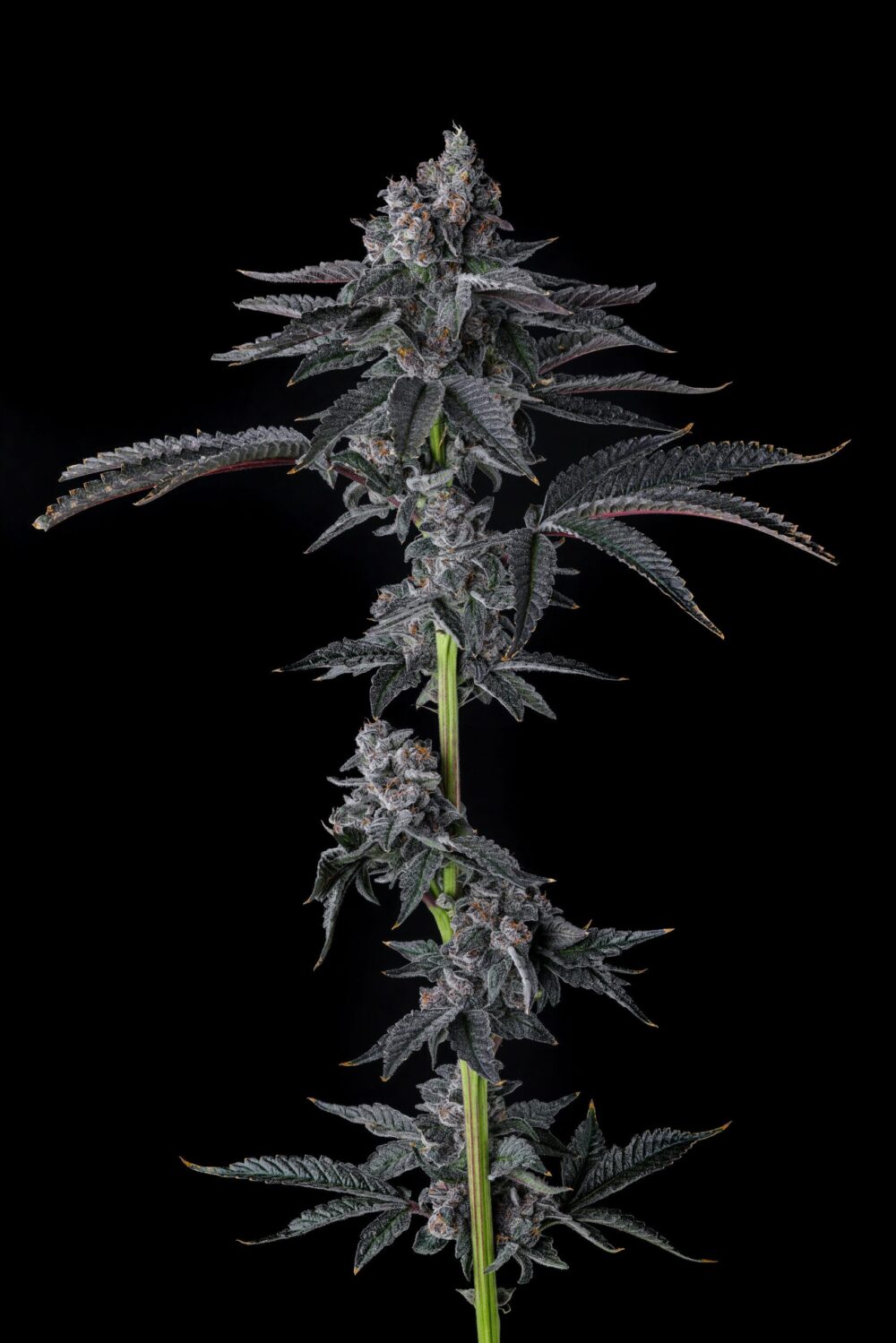 Sementes feminizadas Bullz Eye – Compound Genetics