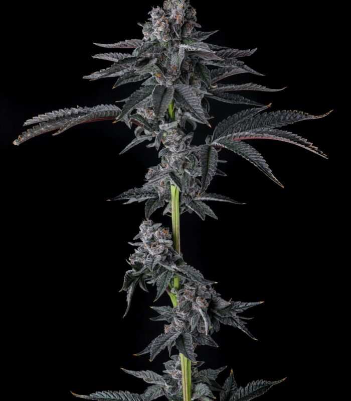 Sementes feminizadas Bullz Eye – Compound Genetics