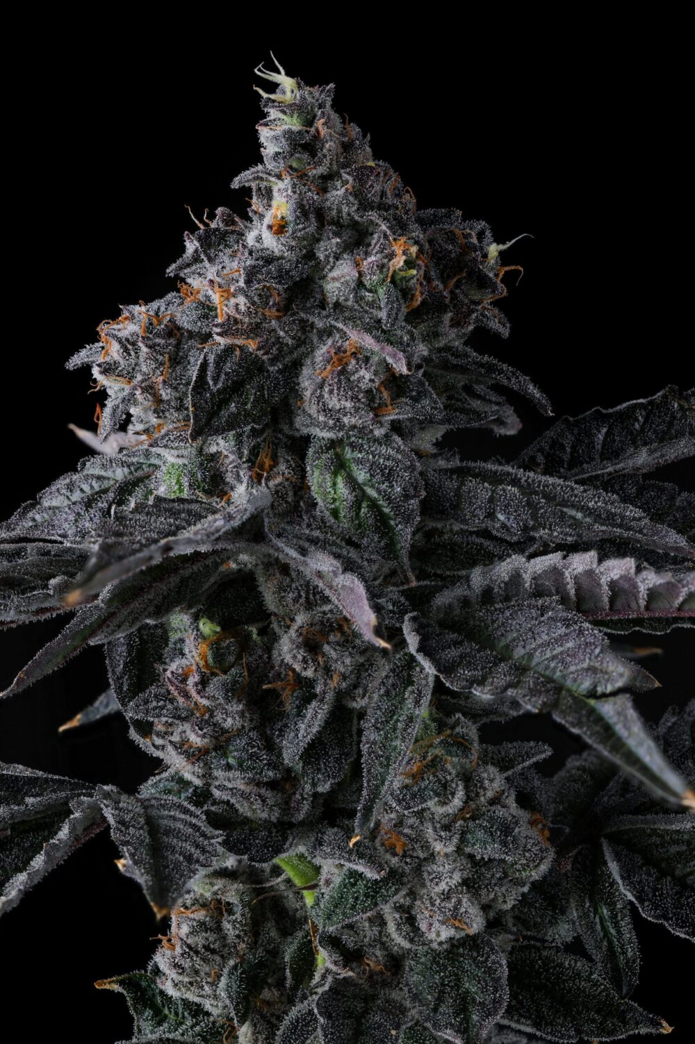 Genética de cannabis Bullz Eye – Compound Genetics – foto 2