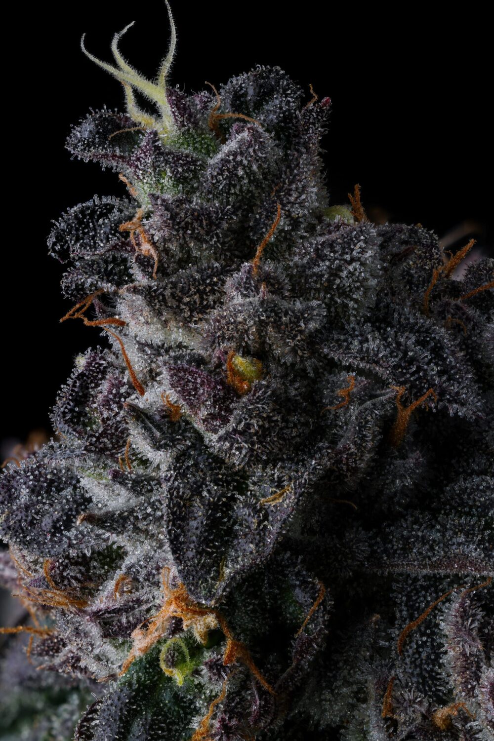 Genética de cannabis Bullz Eye – Compound Genetics – foto 3