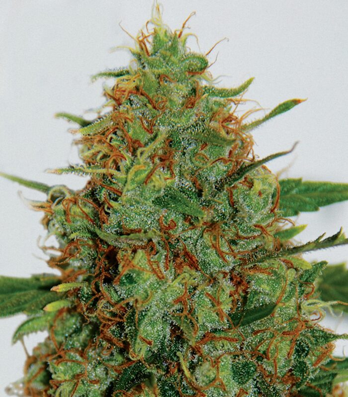 Sementes feminizadas Cindy 99 – G13 Labs