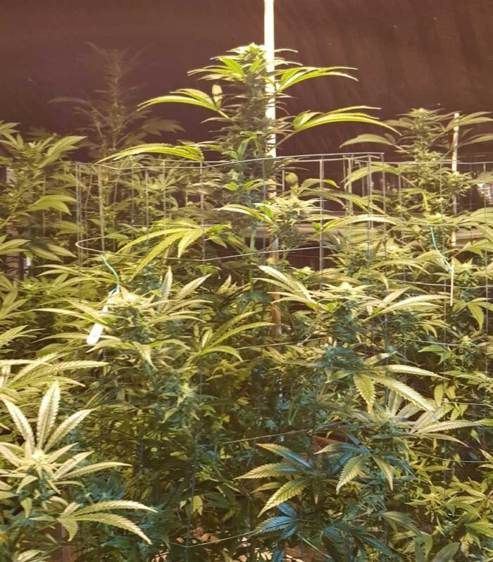 Sementes feminizadas CBD Cheese – Original Big Buddha Family Farms