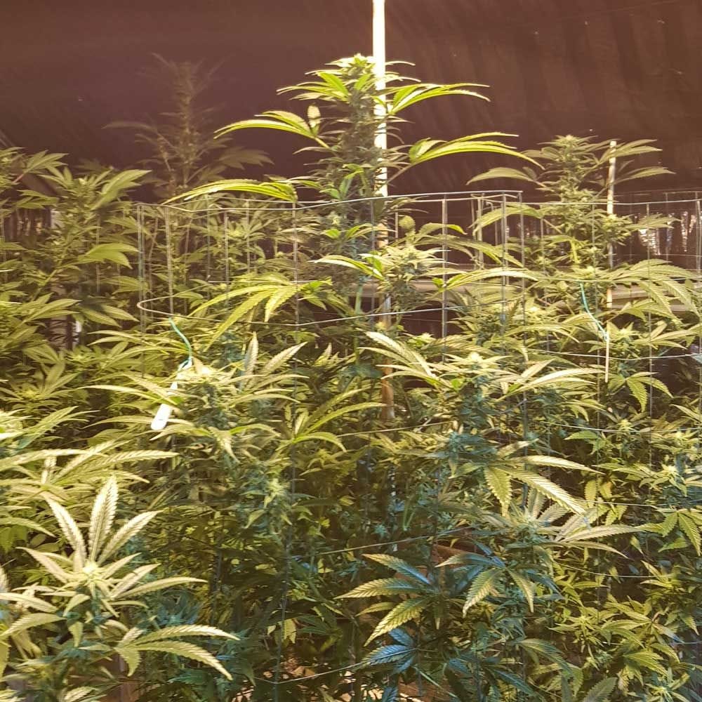 Sementes feminizadas CBD Cheese – Original Big Buddha Family Farms