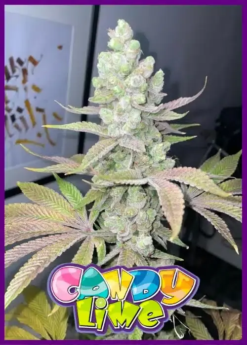 Genética de cannabis Candy Lime – Zmoothiez Genetics – foto 2