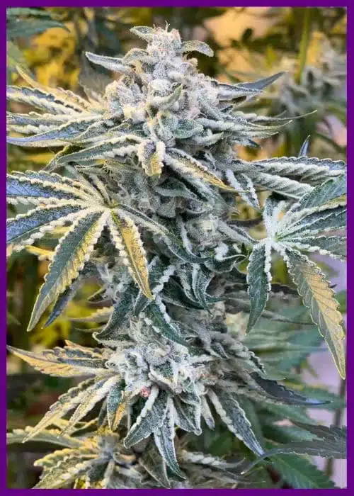 Genética de cannabis Candy’n Cream – Zmoothiez Genetics – foto 2