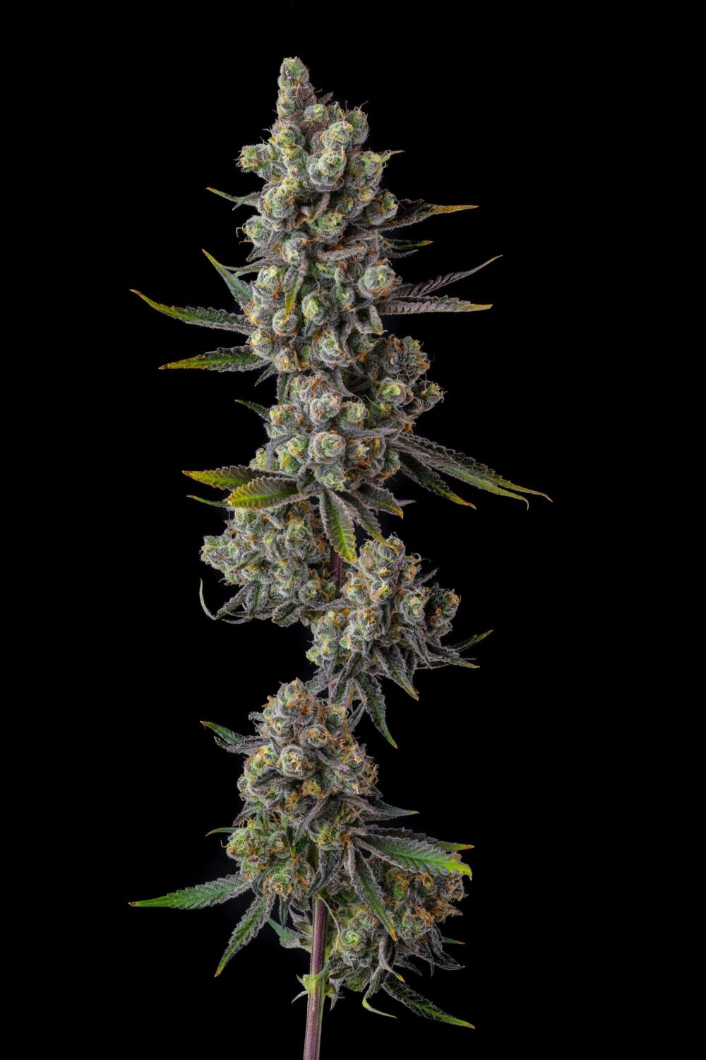 Cellar Stash – Doce Frutas Vermelhas