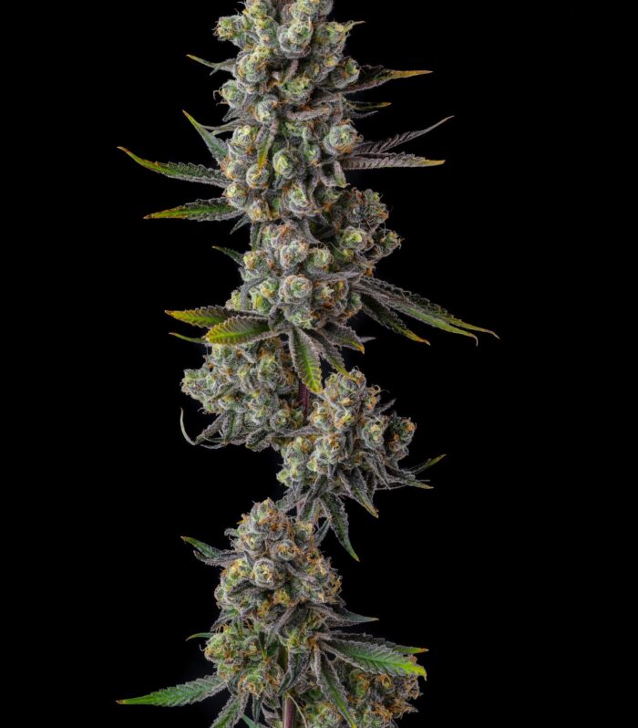 Sementes feminizadas Cellar Stash – Compound Genetics