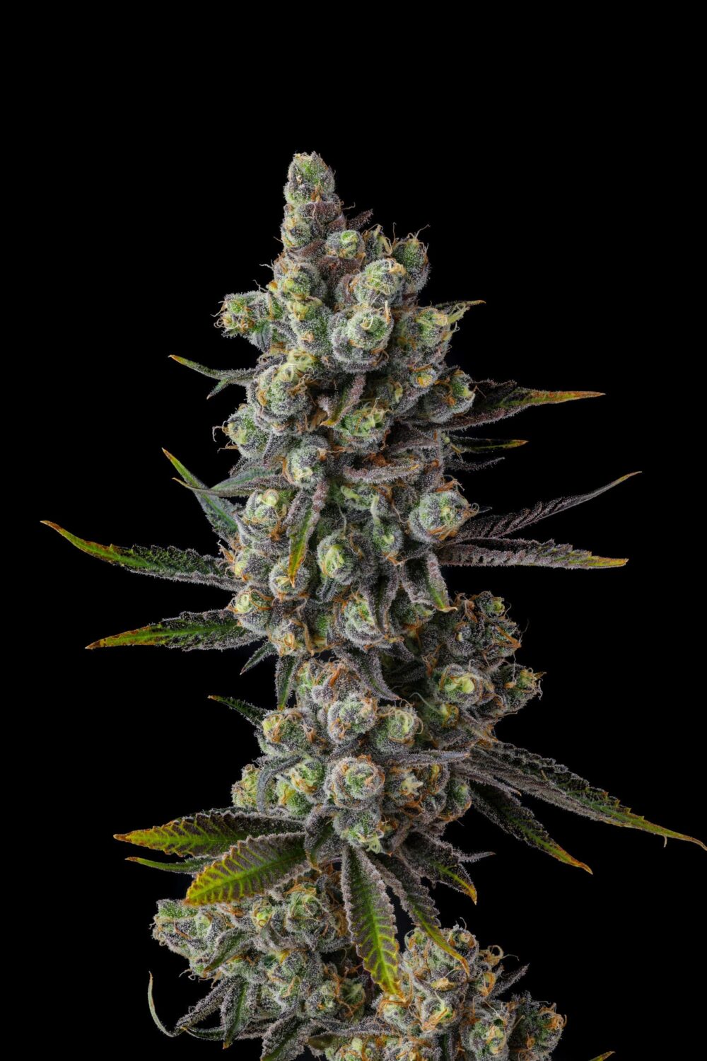 Genética de cannabis Cellar Stash – Compound Genetics – foto 4