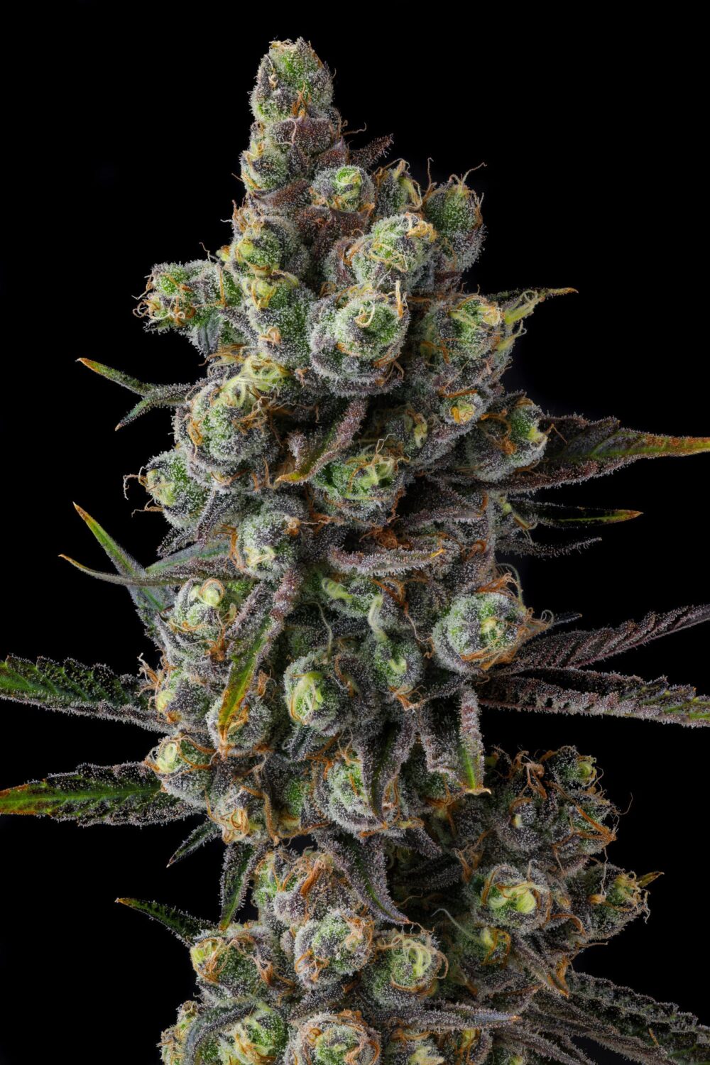 Genética de cannabis Cellar Stash – Compound Genetics – foto 3