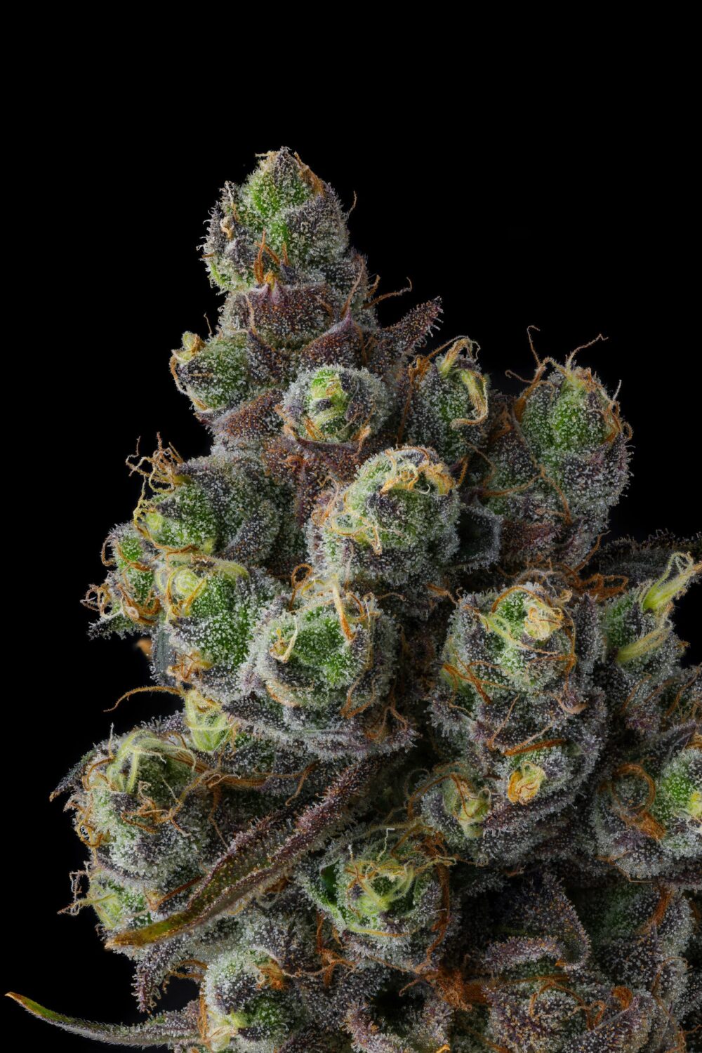 Genética de cannabis Cellar Stash – Compound Genetics – foto 2