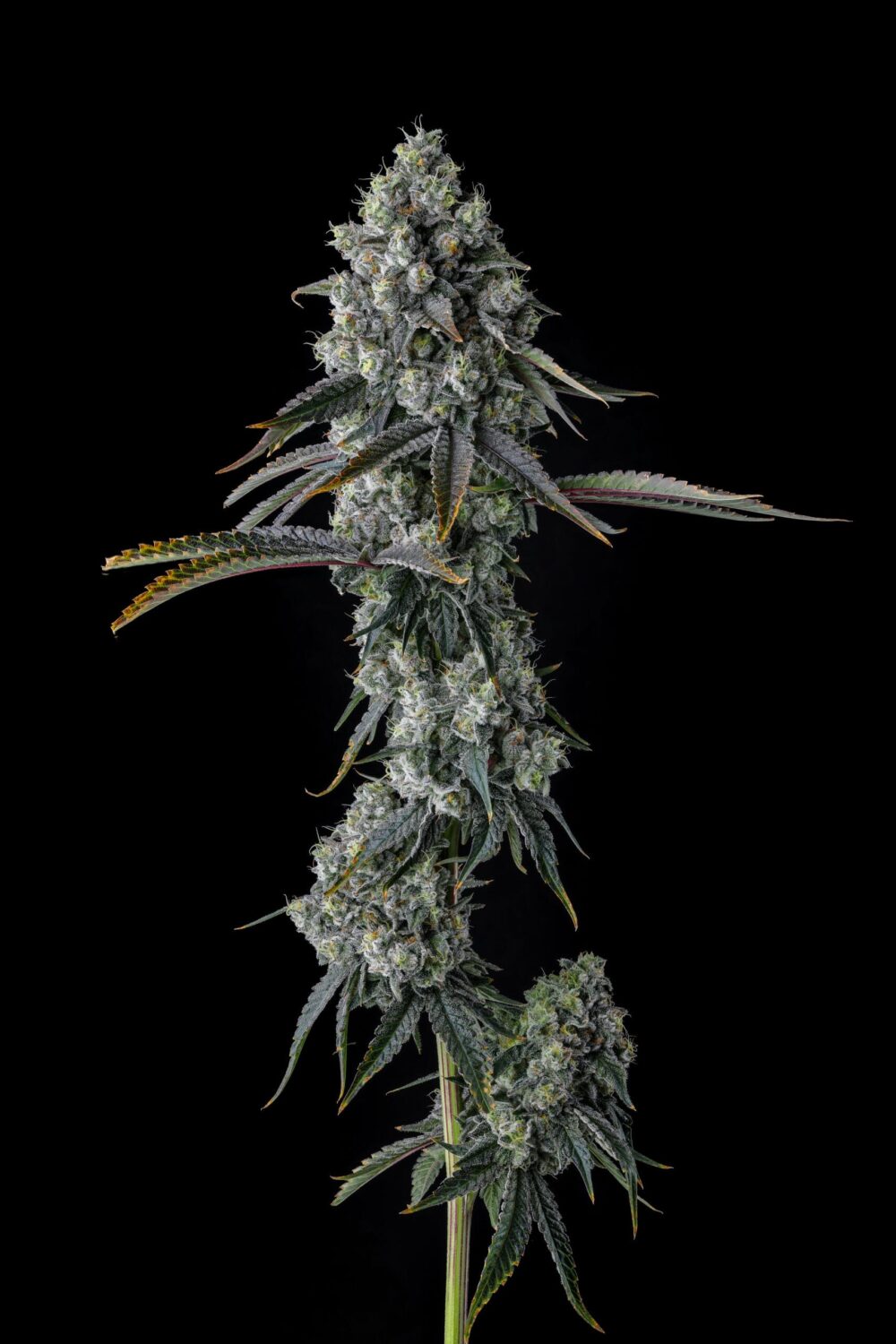 Genética de cannabis Chem 51 – Compound Genetics – foto 2