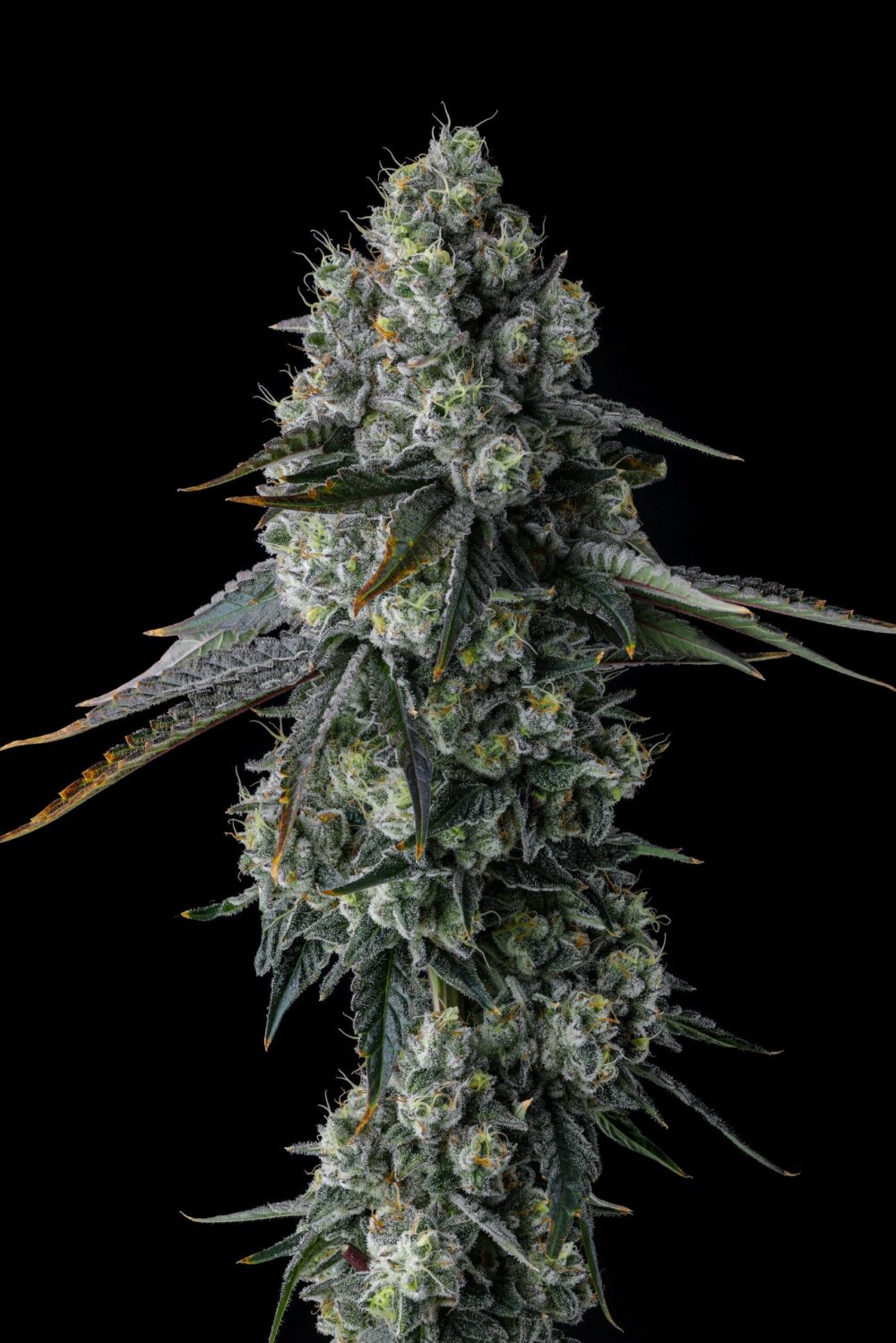 Sementes feminizadas Chem 51 – Compound Genetics