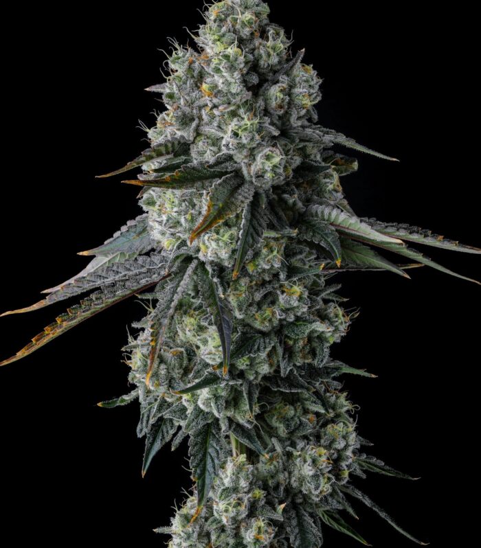 Sementes feminizadas Chem 51 – Compound Genetics