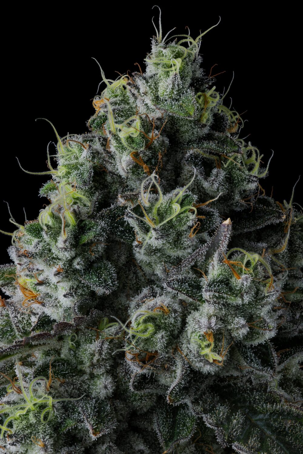 Genética de cannabis Chem 51 – Compound Genetics – foto 3