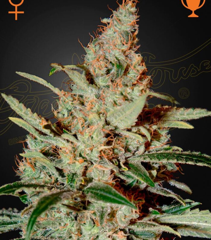 Sementes feminizadas Chemdog – GreenHouse Seed Co.