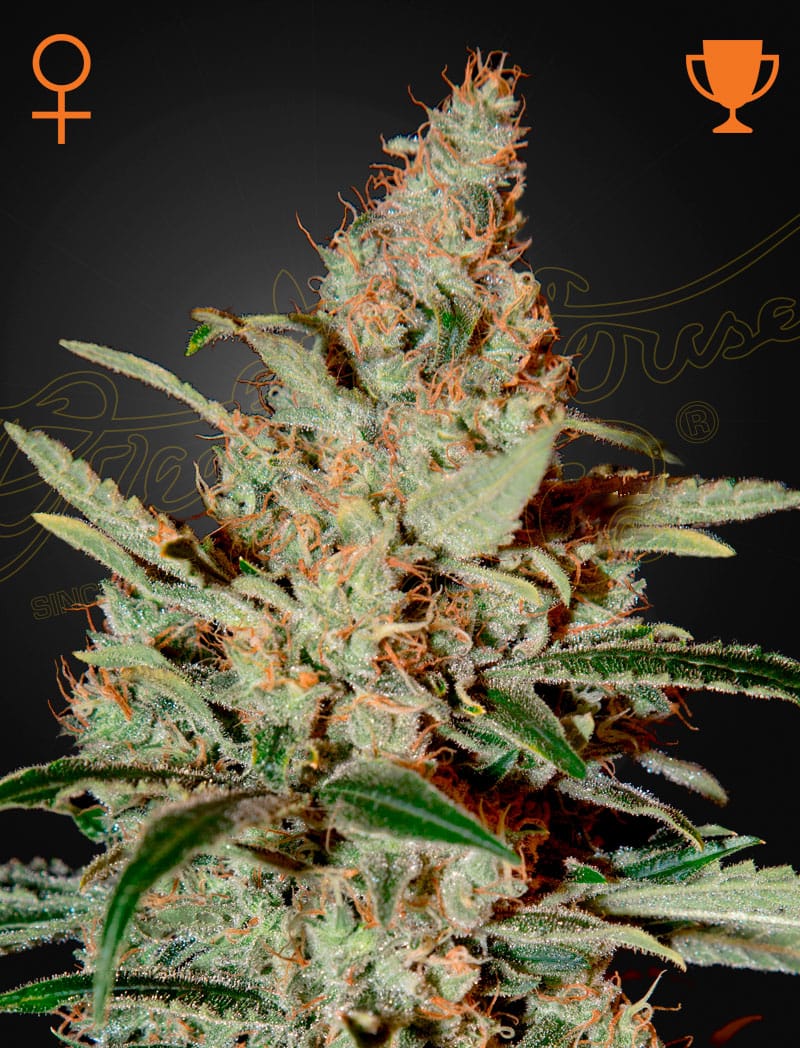 Sementes feminizadas Chemdog – GreenHouse Seed Co.