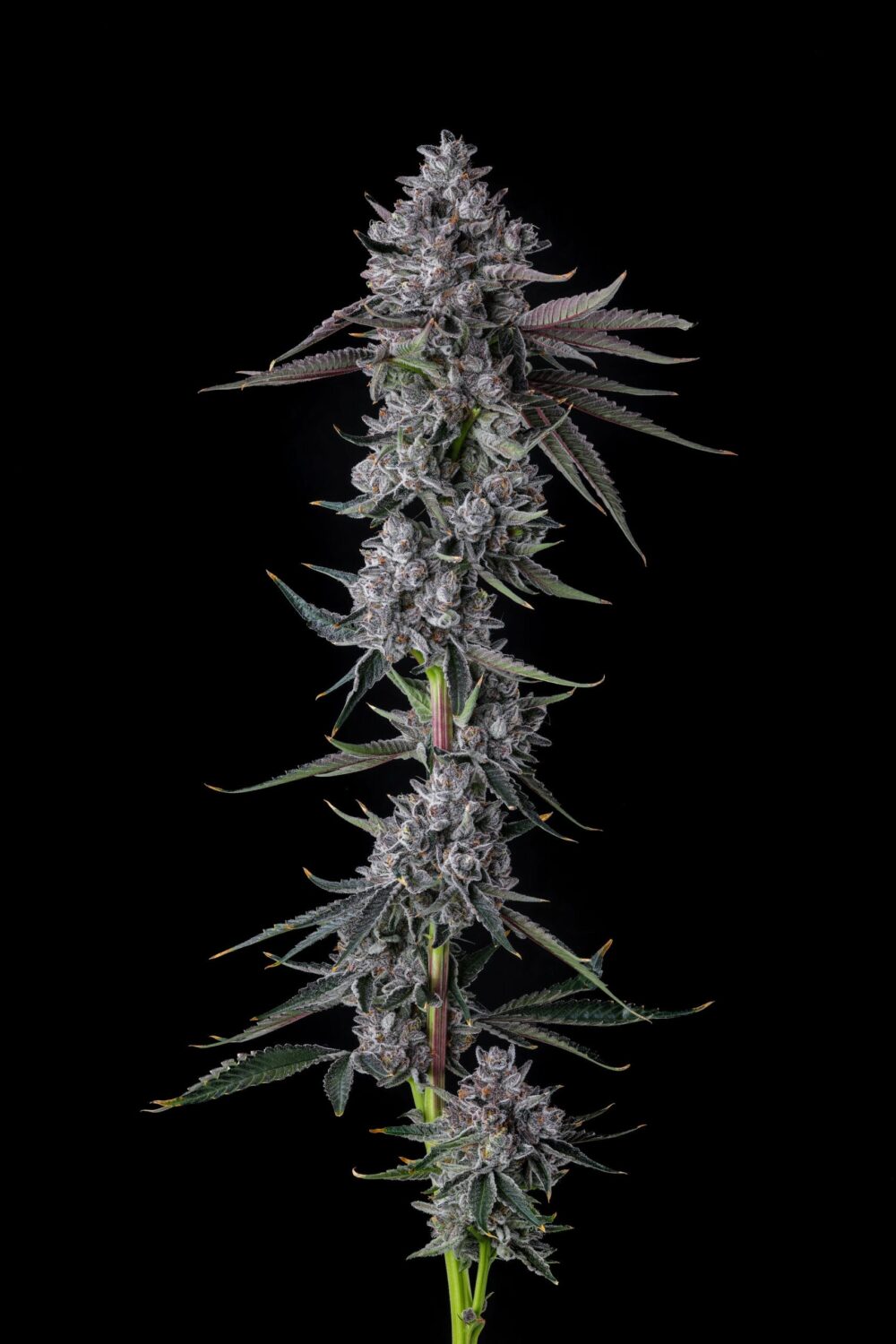 Sementes feminizadas Chrome Dome – Compound Genetics