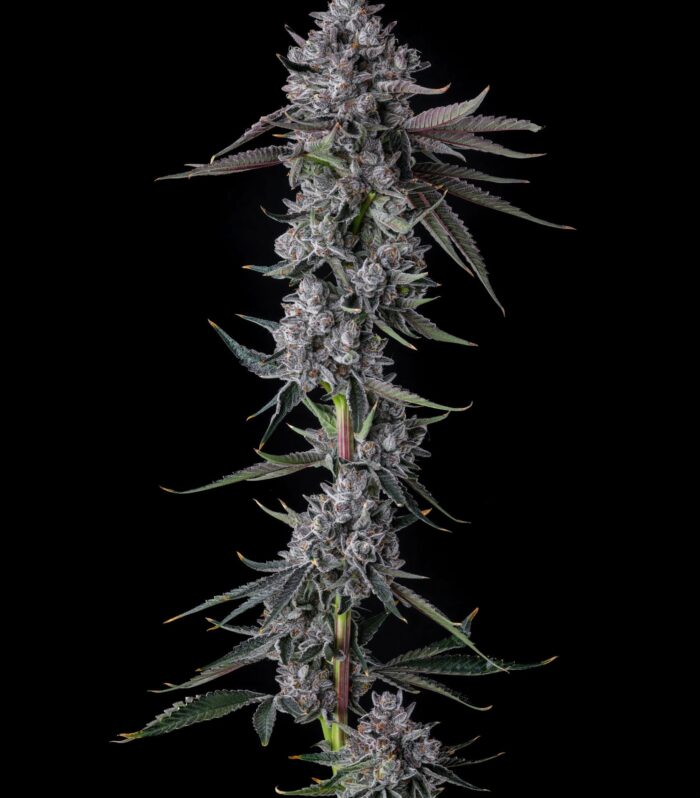 Sementes feminizadas Chrome Dome – Compound Genetics