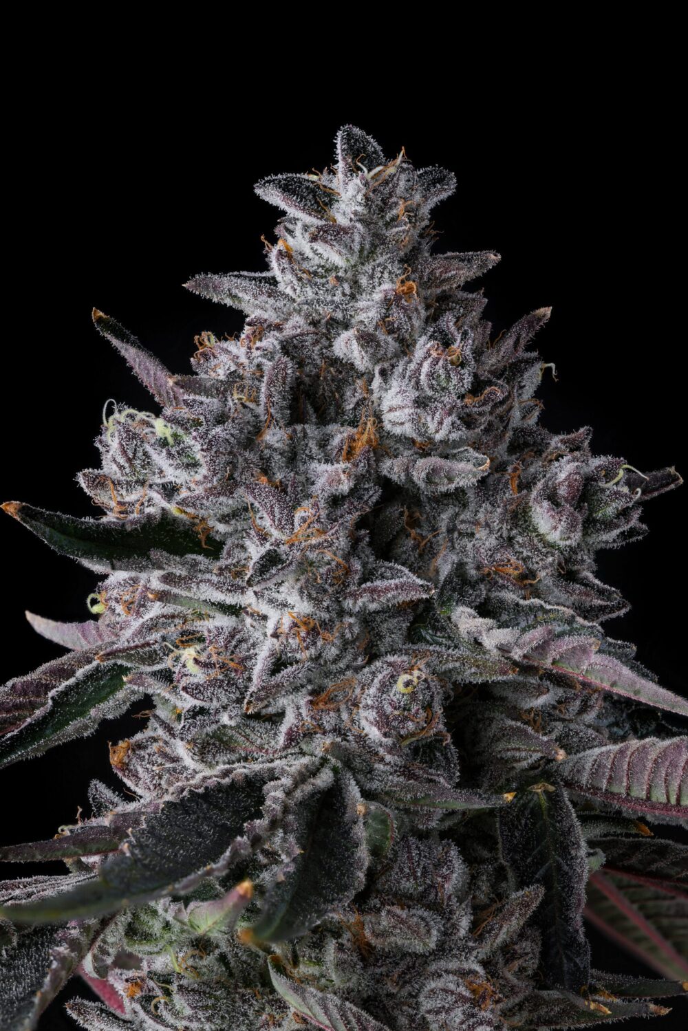 Genética de cannabis Chrome Dome – Compound Genetics – foto 2