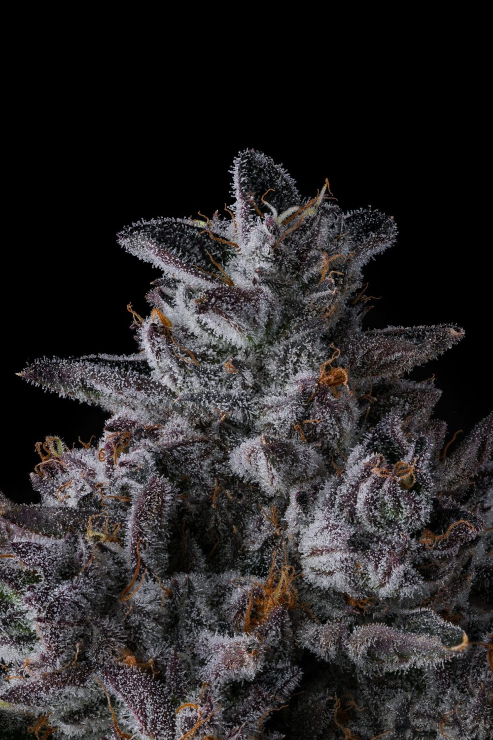 Genética de cannabis Chrome Dome – Compound Genetics – foto 3