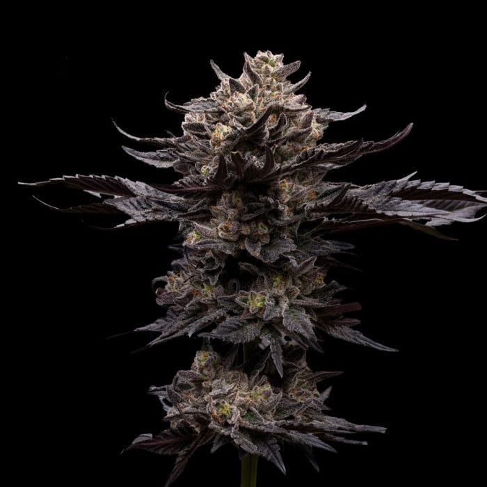 Sementes feminizadas Chupacabra – Ziplock Seeds