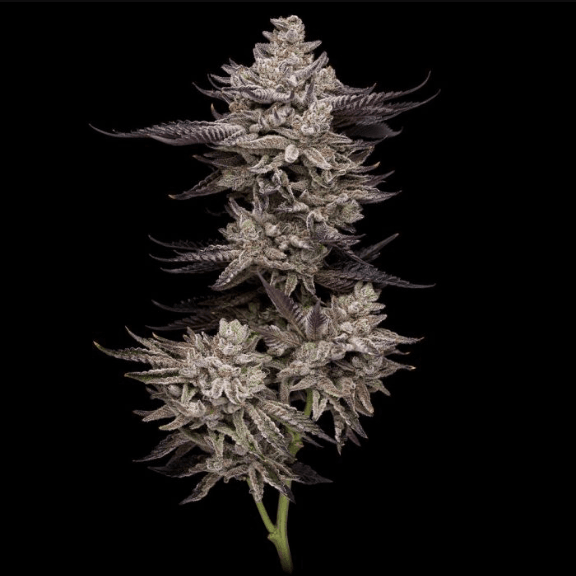 Genética de cannabis Permafunk – Compound Genetics – foto 3
