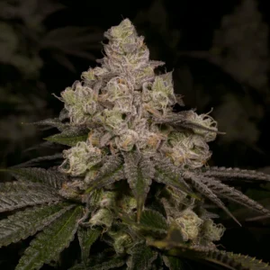 Dolato (3+1) - Archive Seed Bank