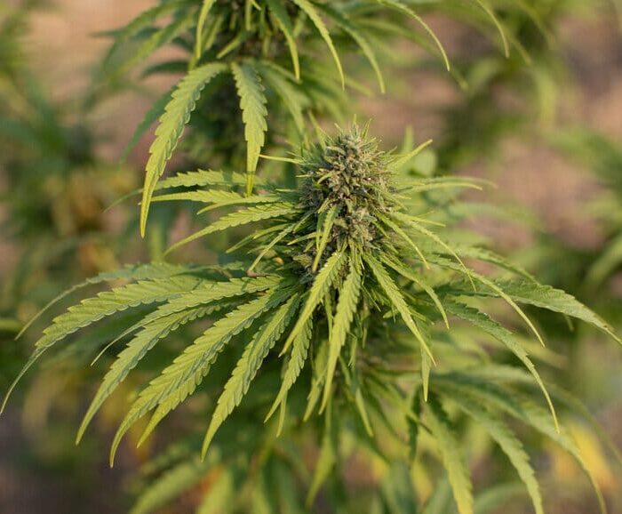 Sementes feminizadas Sour Pineapple – East Fork