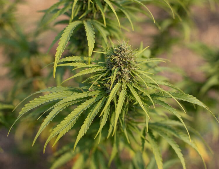 Sour Pineapple – Cítrico Frutas Amarelas