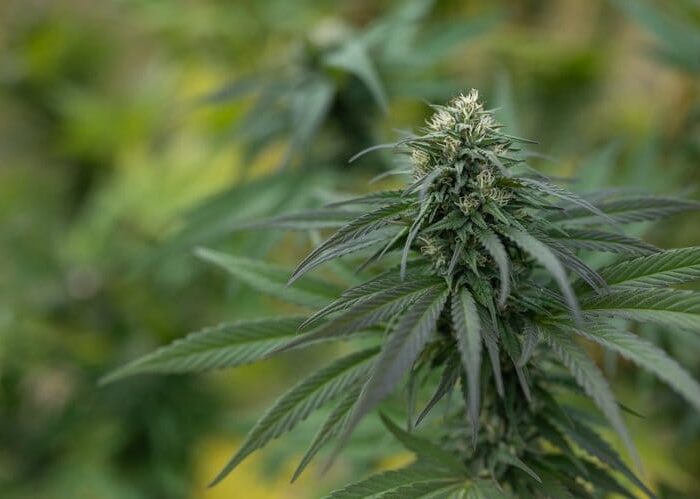 Sementes feminizadas Pineapple Kush – East Fork
