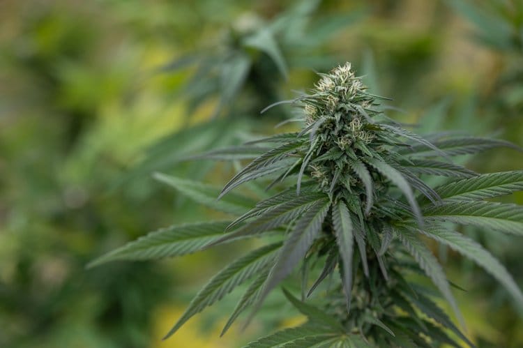Pineapple Kush – Herbal