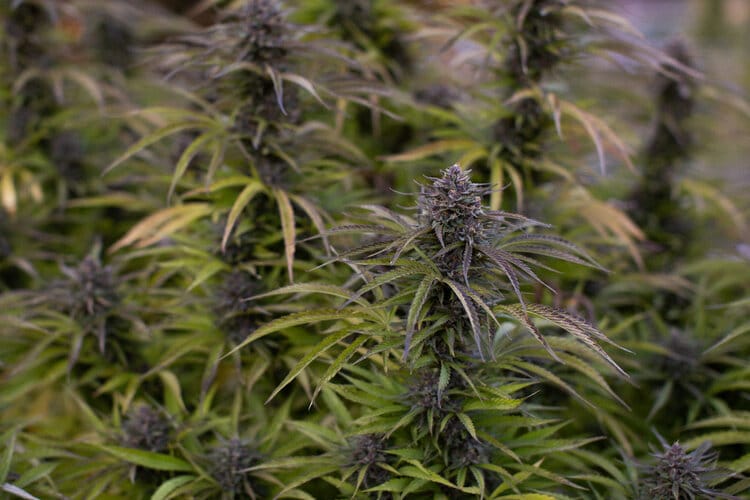 Genética de cannabis Blue Orchid – East Fork – foto 2