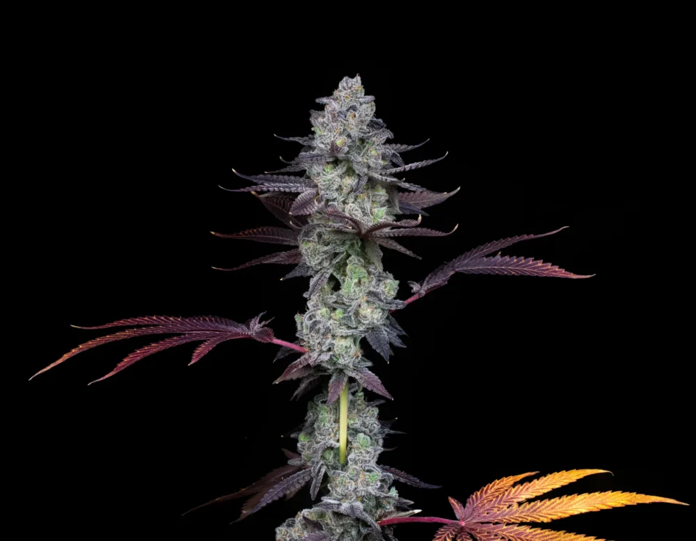 Sementes feminizadas Wildcard – Compound Genetics