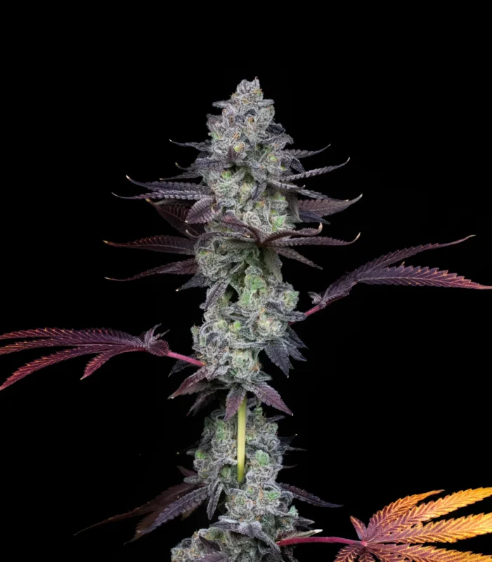 Sementes feminizadas Wildcard – Compound Genetics