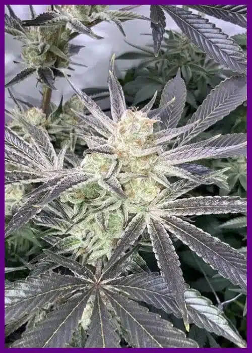 Genética de cannabis Forbidden Nectar – Zmoothiez Genetics – foto 2