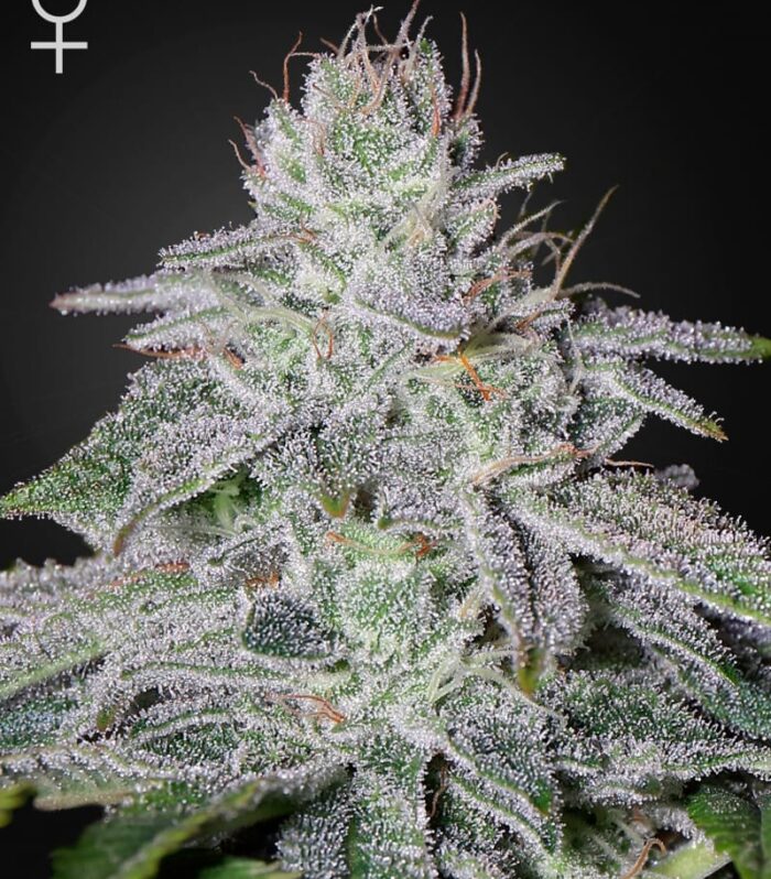Sementes feminizadas Franco's Lemon Cheese – GreenHouse Seed Co.