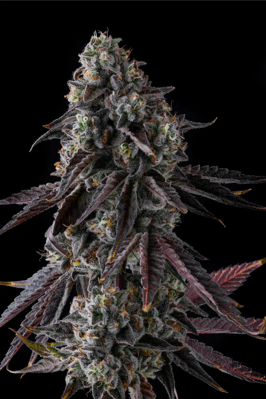 Genética de cannabis Fruit Riot  – Compound Genetics – foto 3