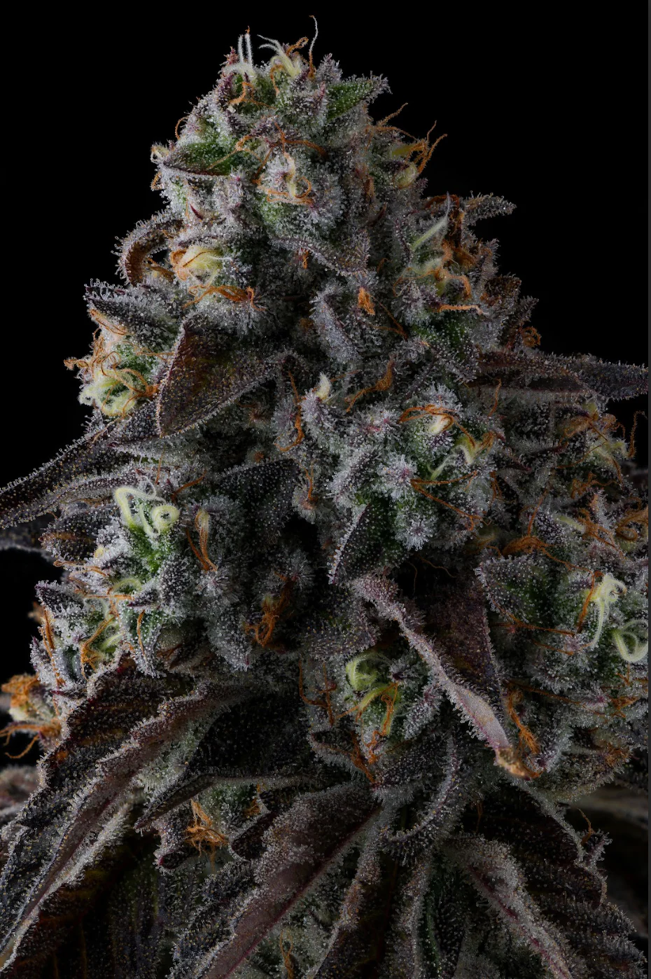 Genética de cannabis Fruit Riot  – Compound Genetics – foto 2