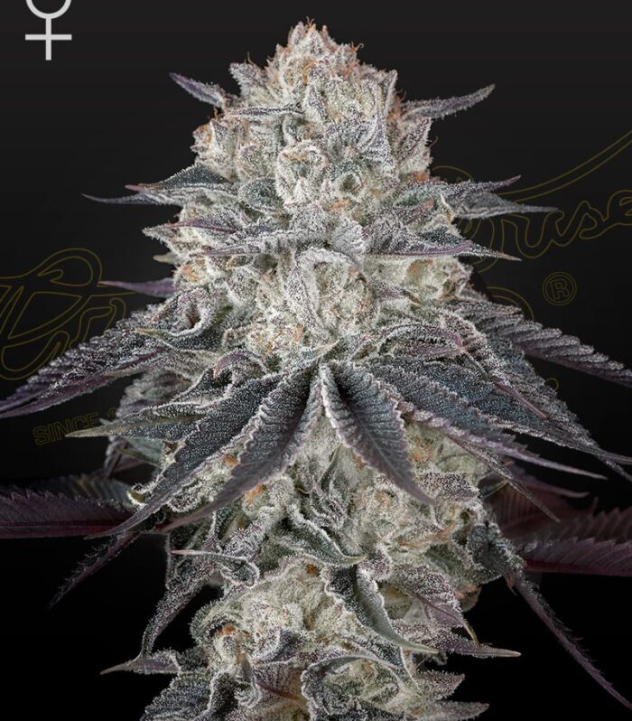 Sementes feminizadas Fullgas! – GreenHouse Seed Co.