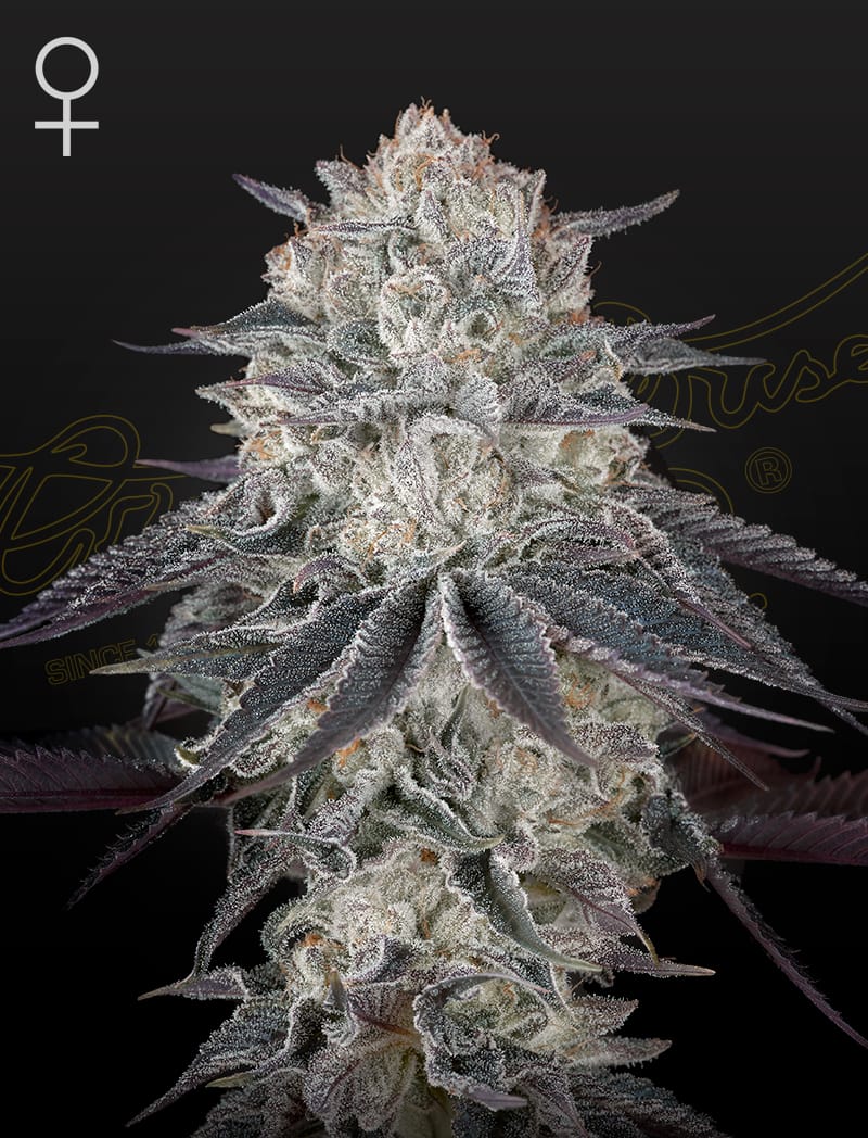 Fullgas! – Skunk