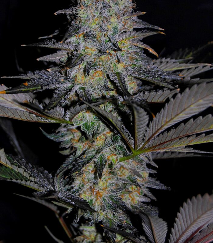 Sementes feminizadas Magnetic Marker – G13 Labs