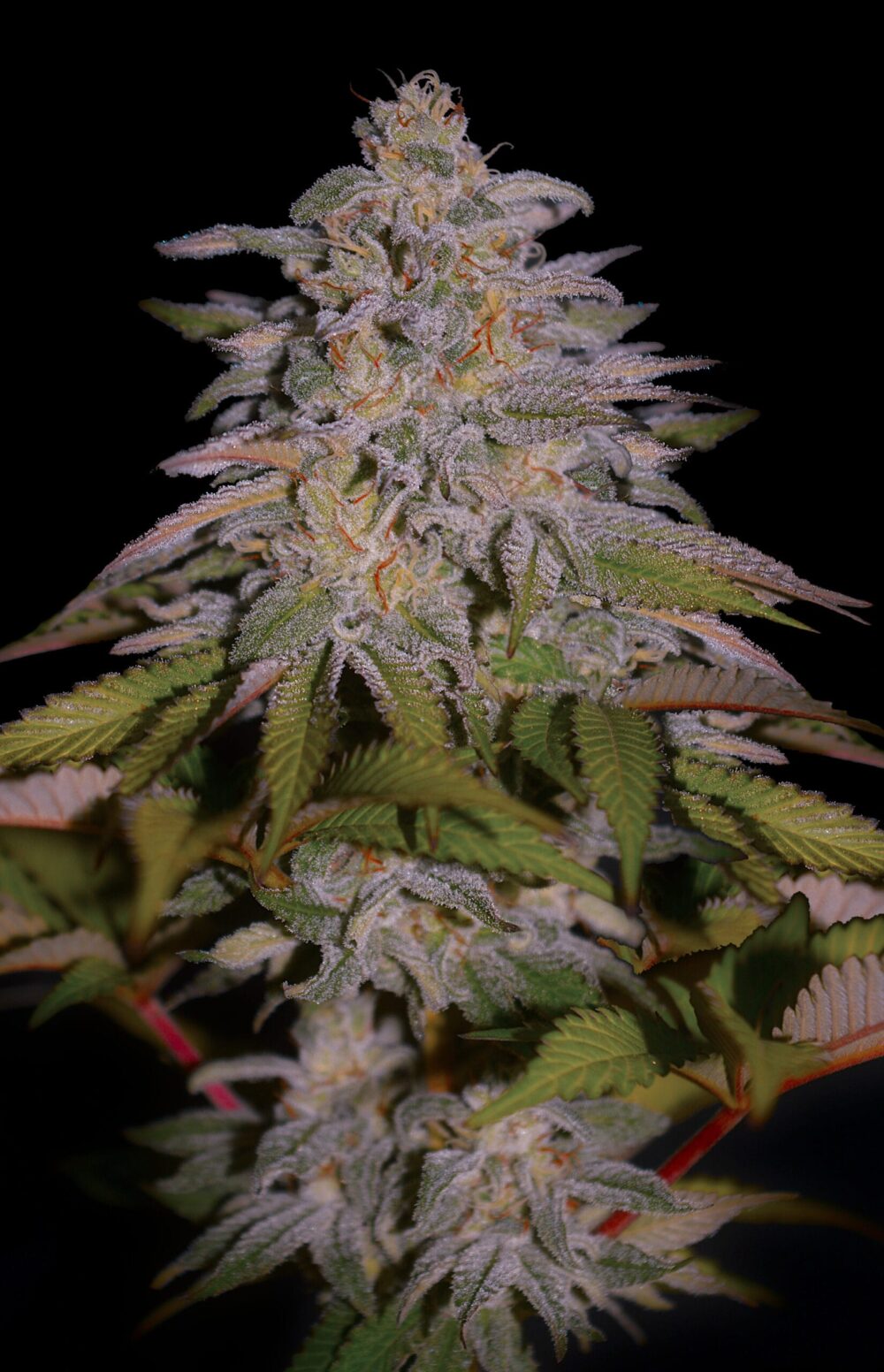 Sementes feminizadas Glazed Gushers – G13 Labs