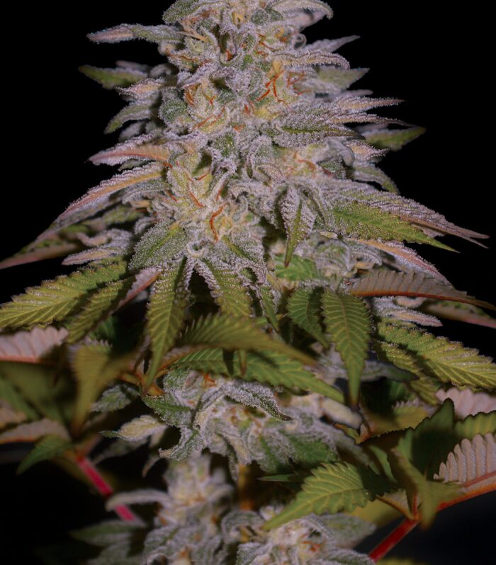 Sementes feminizadas Glazed Gushers – G13 Labs