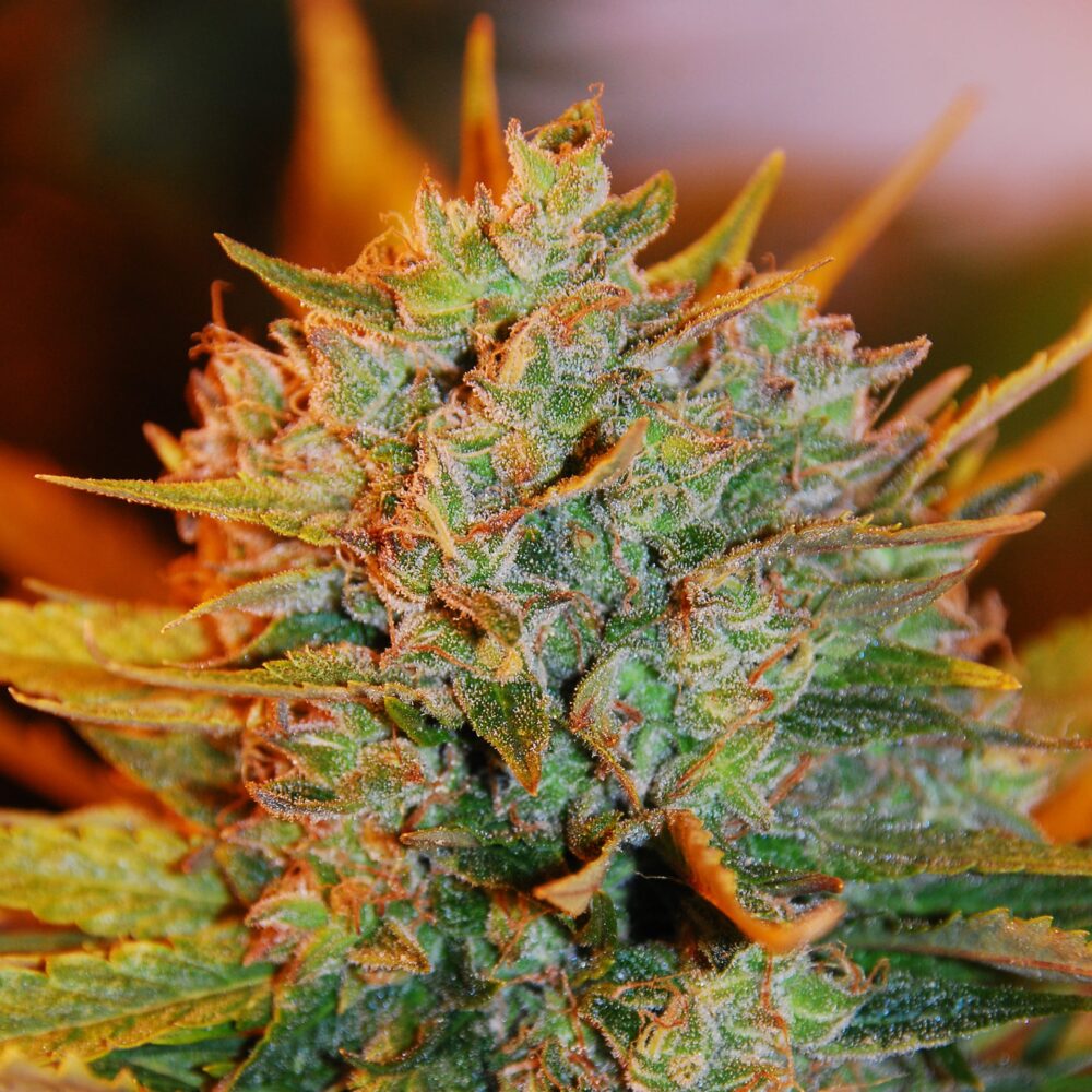 Sementes feminizadas Gigabud – G13 Labs