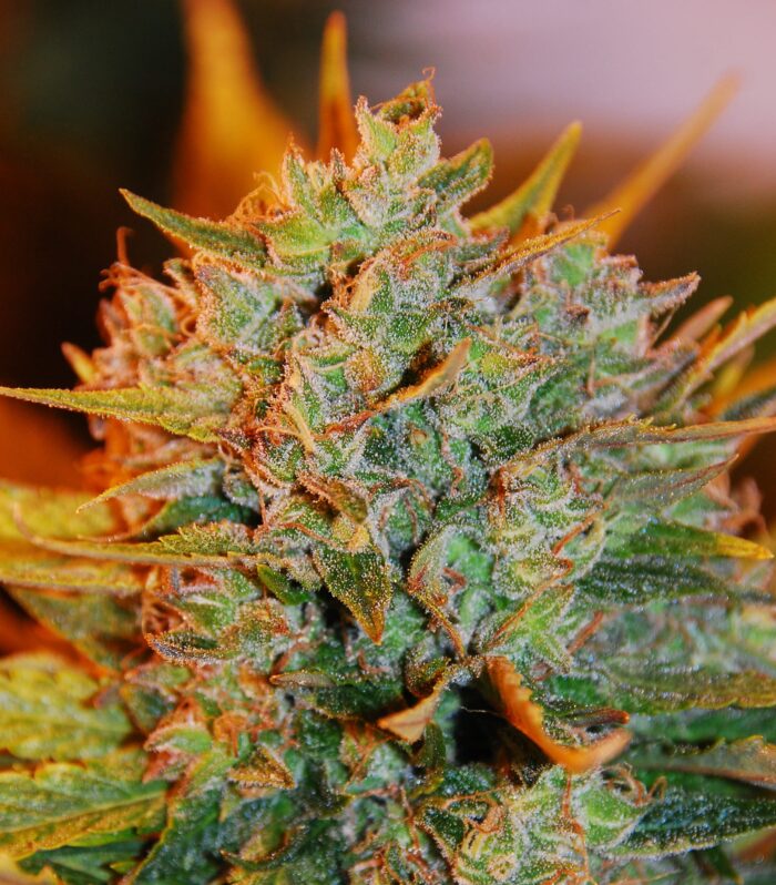 Sementes feminizadas Gigabud – G13 Labs