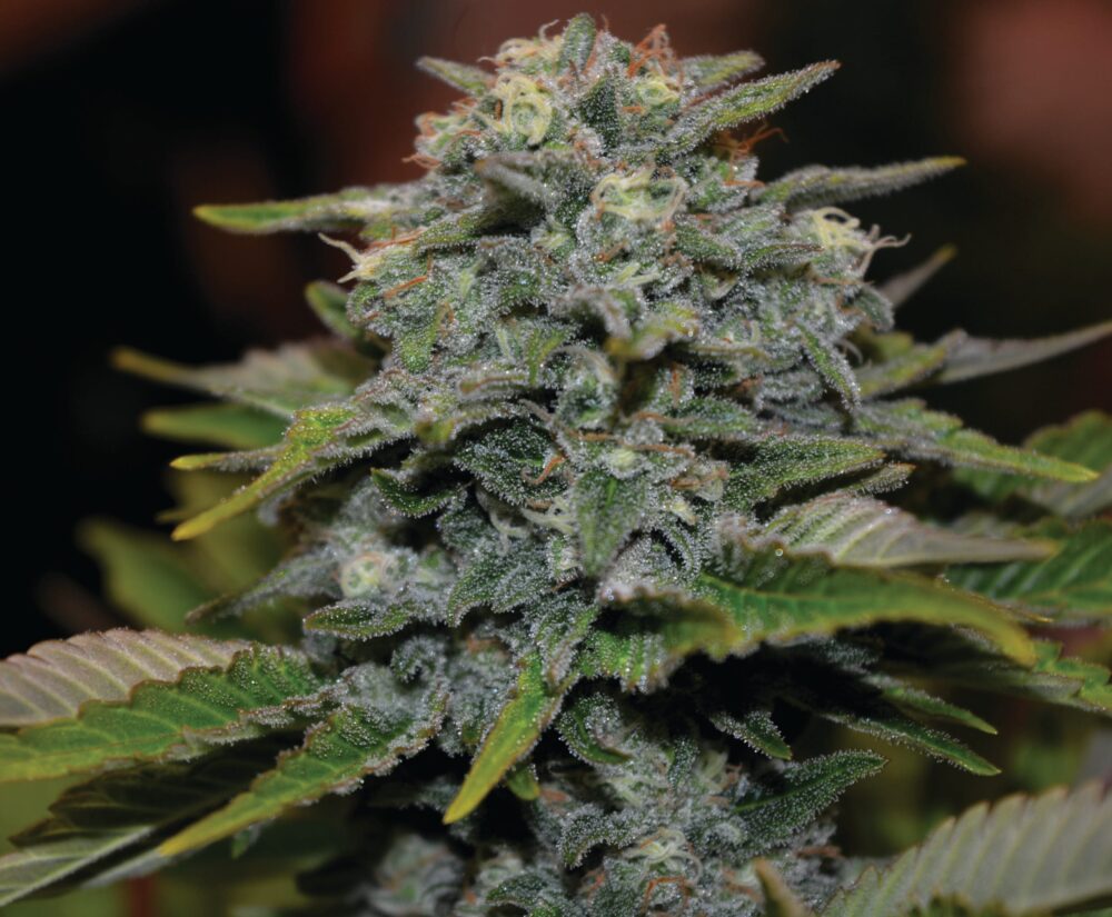 Genética de cannabis Gigabud – G13 Labs – foto 2